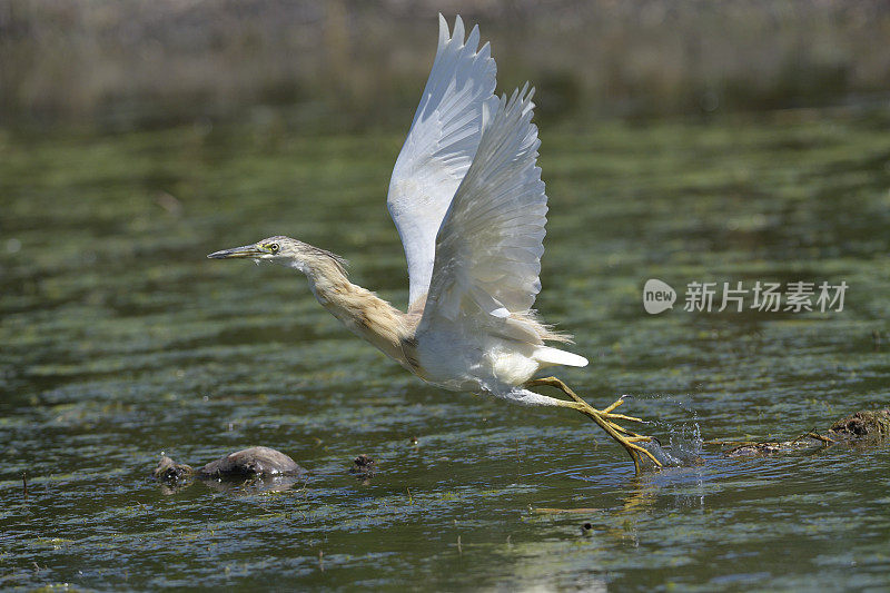 白鹭(Ardeola ralloides)